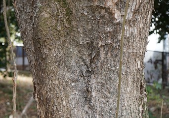 ふくろみもくげんじの樹皮