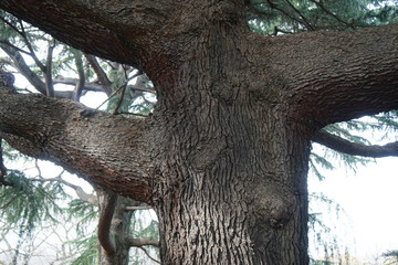 ヒマラヤ杉の樹皮