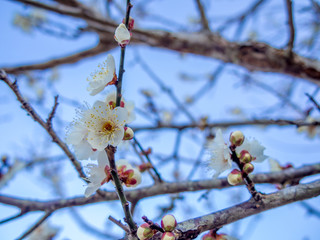 【静岡県伊豆市】白梅の花【修善寺梅林】