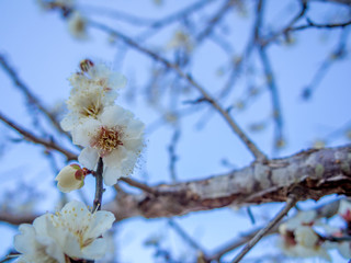 【静岡県伊豆市】白梅の花【修善寺梅林】