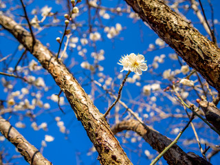 【静岡県伊豆市】白梅の花【修善寺梅林】