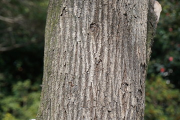 ウルムスグラブラの樹皮