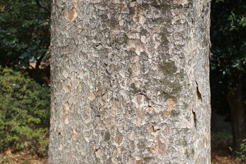 ケヤキの樹皮