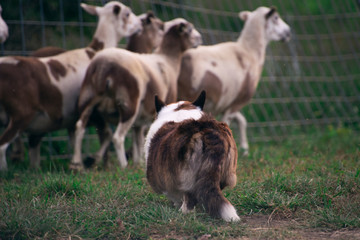 Naklejka na ściany i meble dog in a field herding sheep