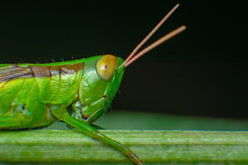 Marco and Close-up of a Grasshopper standing on a blade of grass.