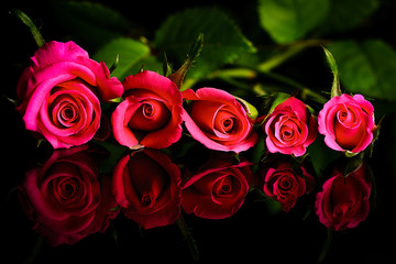 Bunch of Pink Rose Flowers Reflecting on Black Background