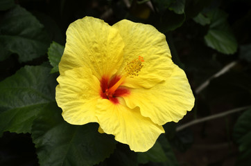 黄色いハイビスカスの花