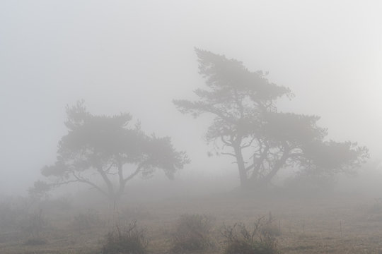 Foggy Morning tree