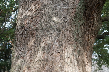 Obraz premium クスノキの樹皮