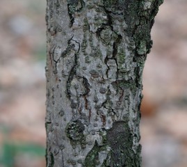 ストランヴェシアの樹皮