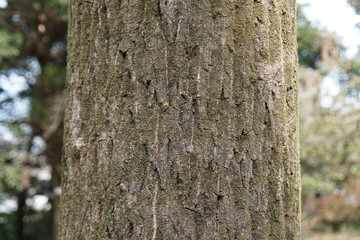 オニグルミの樹皮