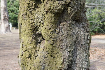 サトザクラの樹皮