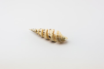 Seashell isolated on white background