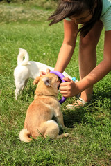 The girl plays, trains the little dog of the Petit Brabancon breed