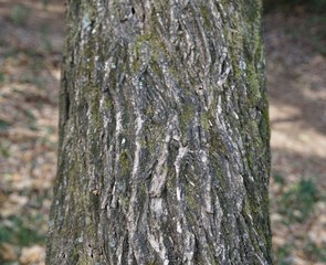 Fototapeta premium マユミの樹皮