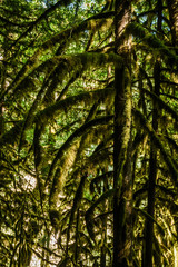 Fototapeta premium Bottom view of tall old trees in evergreen forest British Columbia nature Park background.