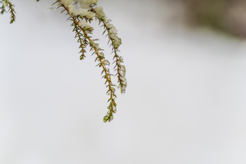 Naklejka premium Frozen plants