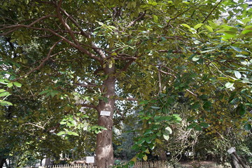 ちりめんがしの木