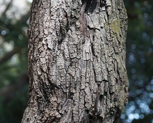 ちりめんがしの樹皮