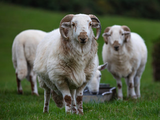 Obraz premium Sheep (1)