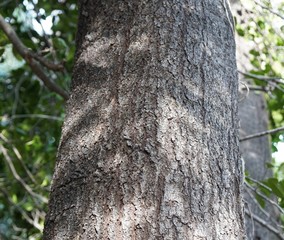 Fototapeta premium エドヒガシの樹皮