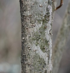 オオバイボタの樹皮
