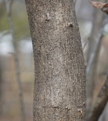 コクサギの樹皮