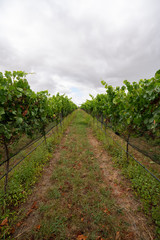 Fototapeta na wymiar Grapes being grown on a vineyard