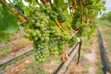 Grapes being grown on a vineyard