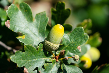 Close up of an acorn on an oak tree