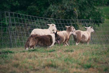 Obraz na płótnie Canvas dog in a field herding sheep