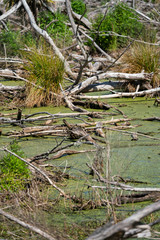Fototapeta na wymiar The wetlands at Lake Wairarapa New Zealand