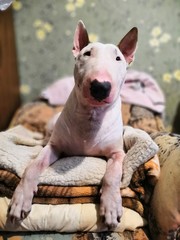 cute bull terrier posing