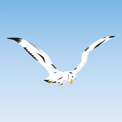 Obraz premium Seagull in the sky.