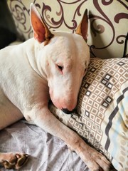 cute bull terrier is sleeping on the pillow