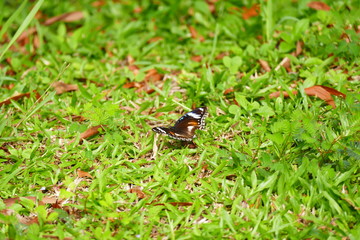 Photo picture of beautiful insects - butterflies, dragonflies and weevil in their natural environment on the background of wildlife