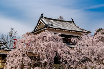 Obraz premium Ueda Castle during spring