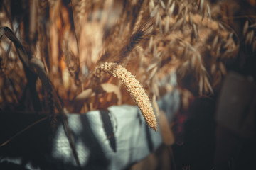 close up of ripe wheat, for background
