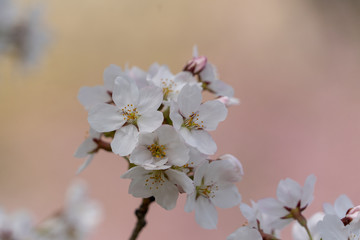 Fototapeta premium Cherry Blossoms