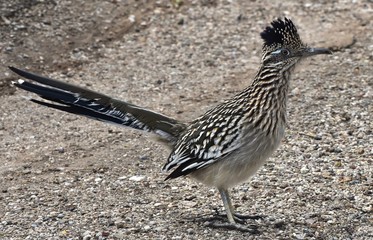 A Roadrunner (genus Geococcyx), also known as chaparral birds or chaparral cocks, are found in the southwestern United States and Mexico