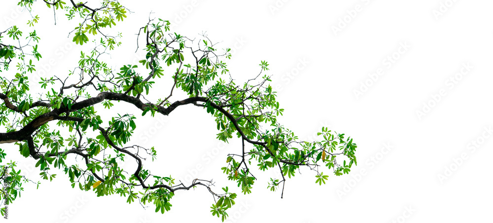 Wall mural tree branch with green leaves isolated on white background. branch of tree backdrop. nature texture 