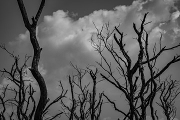 Silhouette dead tree  on dark dramatic grey sky and white cumulus clouds background for scary, death, and peaceful concept. Art and dramatic on black and white. Despair and hopeless concept.