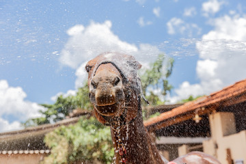 Obraz premium Cropped shot of person washing brown purebred horse outdoors