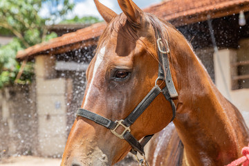 Cropped shot of person washing brown purebred horse outdoors