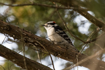 Downy woodpecker on a cedar limb