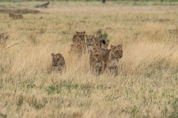 The Savuti Marsh Pride lions roam in the Chobe National Park Botswana.