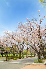 Fototapeta premium 府中の森公園 花のプロムナード