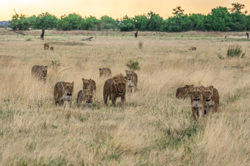 The Savuti Marsh Pride lions roam in the Chobe National Park Botswana.