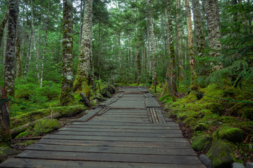 Fototapeta na wymiar Yachiho moss forest