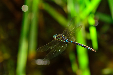 Dragonfly